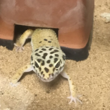 マロ