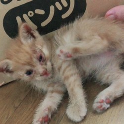捨て猫、拾いました