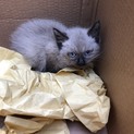 仔猫ちゃん 推定1ヶ月未満