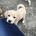 生後約1ヵ月の可愛い子です。