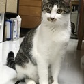 姉妹猫です！