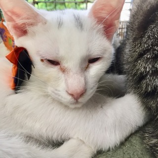 頭にワンポイント！大人しい白猫くん。