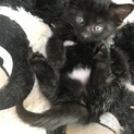 パンツを履いた黒仔猫ちゃん