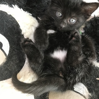 パンツを履いた黒仔猫ちゃん