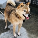 小さな柴犬のりんごちゃん