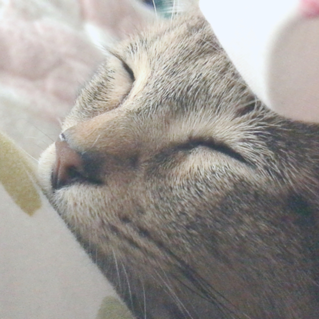 てーらのカバー写真