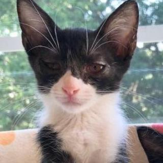 抱っこ大好き　穏やか甘えんぼの女の子　