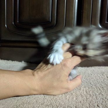 仔猫の遊びは激しい