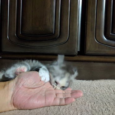 仔猫の遊びは激しい2