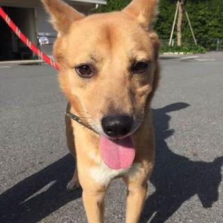 人慣れした可愛い、大吉君(仮名)