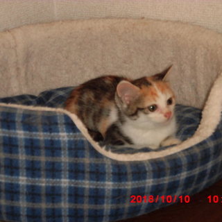 ４匹きょうだいの女のこ！三毛ちゃん