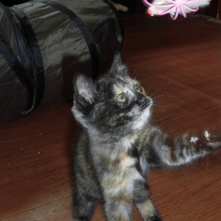 ４匹きょうだいの女のコ！トーティちゃん