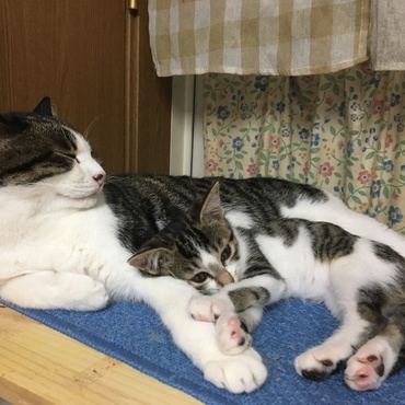 同じ模様で見分けがつきにくいですが、りーちゃんとナナちゃんです