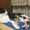 同じ模様で見分けがつきにくいですが、りーちゃんとナナちゃんです