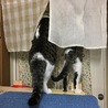 2匹仲良く外を見ています。