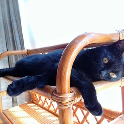 「雌猫は気位が高い？」サムネイル3