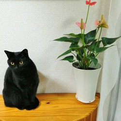 「雌猫は気位が高い？」サムネイル2