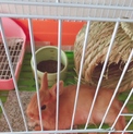 うさぎさん