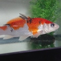 錦鯉2匹の里親募集！