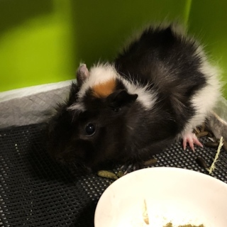 モルモット里親募集！