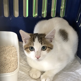 里親様が決まりました♡有難うございました！