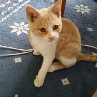 緊急ー保護猫の里親募集