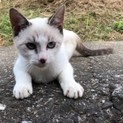 子猫のマロン君