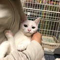 子猫のゆき君