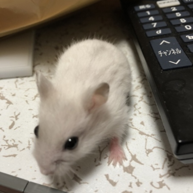 いちか0323のカバー写真