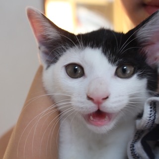 生後約3カ月の男の子、遊ぶの大好き甘えん坊