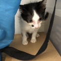 仔猫の里親募集！！