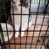 処分間近 可愛いキジシロくん 動画あり サムネイル4