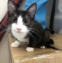 仔猫の里親募集！！