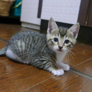 生後7週間目の子猫の里親様を募集しています。
