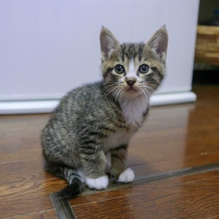 生後7週間目の子猫の里親様を募集しています。