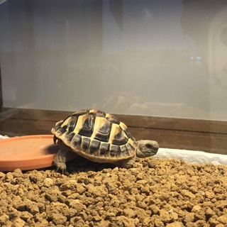 ヘルマンリクガメ  子亀