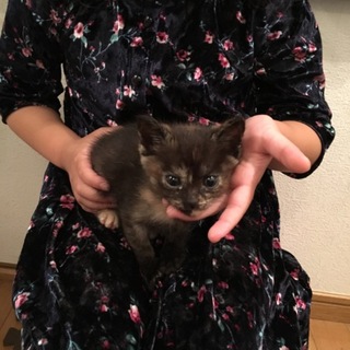 子猫ちゃんもらって下さい
