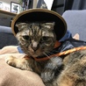 しのちん
