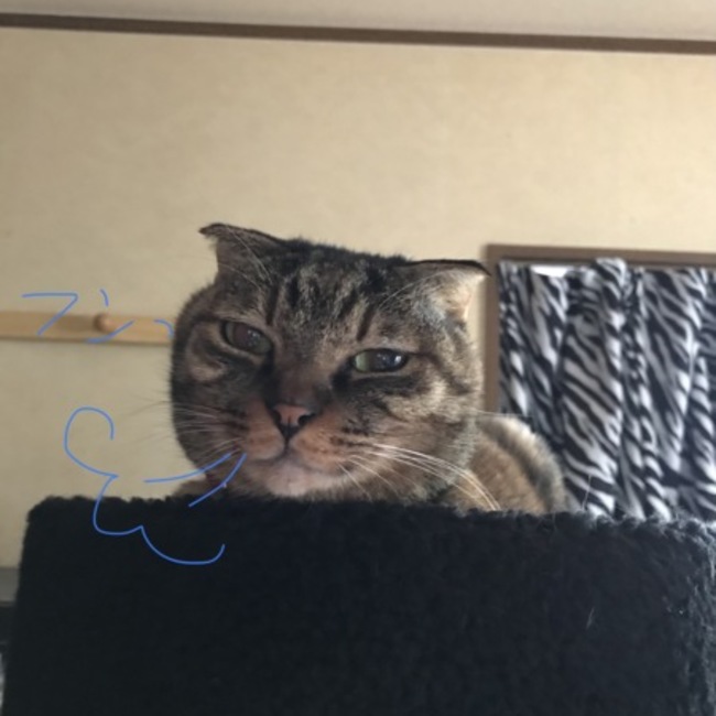 しのちんのカバー写真