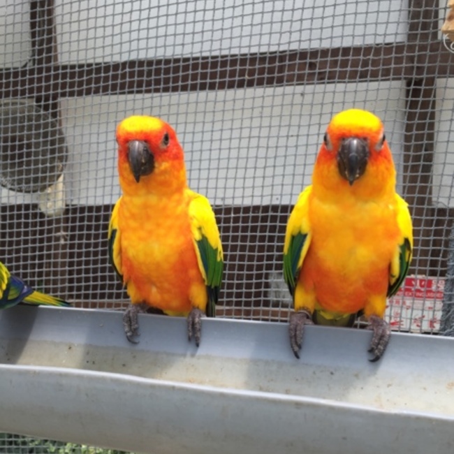 エキゾマニアのカバー写真