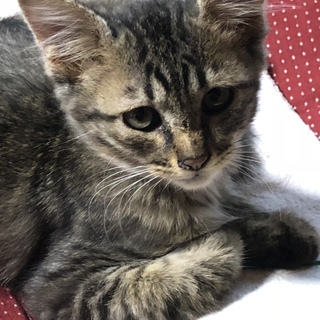 キジトラの子猫♂生後約4カ月です。