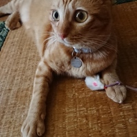 ジジ