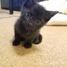 可愛い黒猫子猫の里親さん募集 サムネイル2