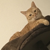 どんぐり