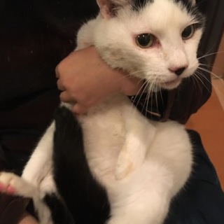 4きょうだい猫の男の子です。