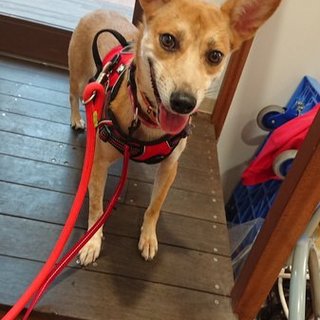 12/22　譲渡会！元気で明るい元野犬ちゃんです♪