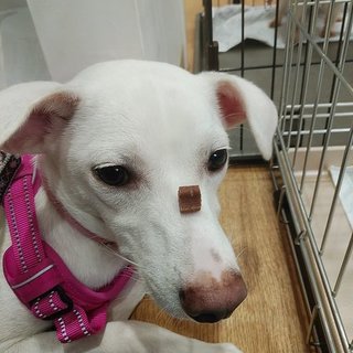 真っ白な女の子　12/22神戸で譲渡会！