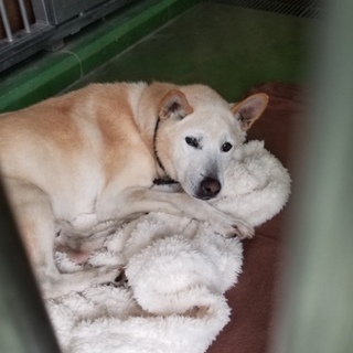 里親様決定❤  ありがとうございました