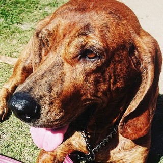 おっとり素直で忠誠心が強いプロットハウンドの女の子