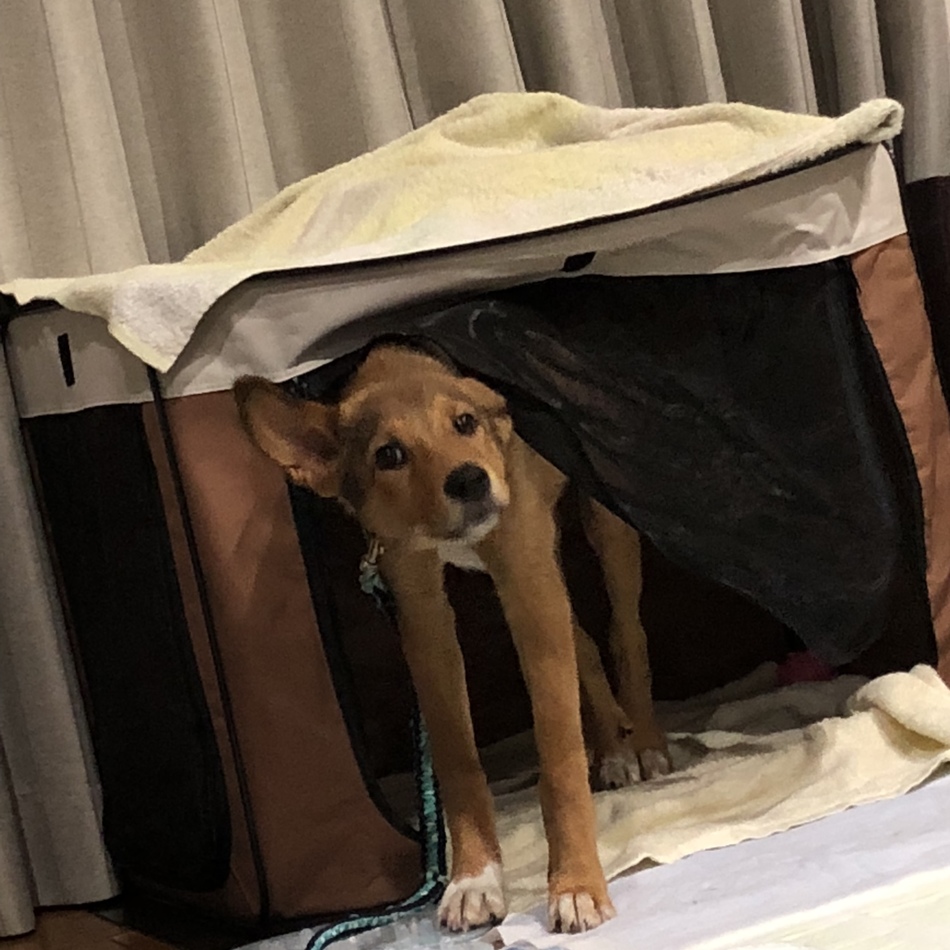 テトのカバー写真